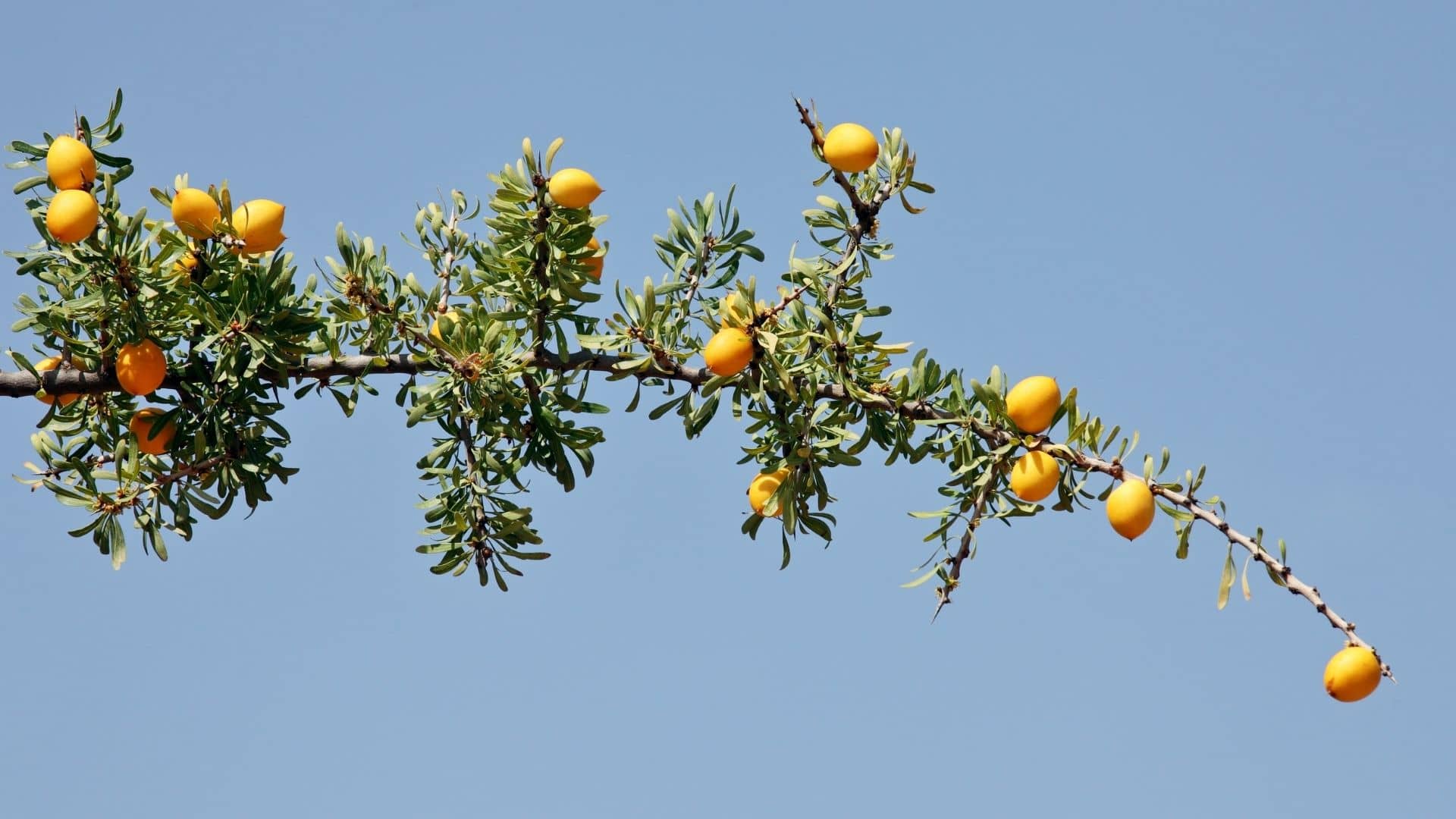 درخت کازمتوزا چیست؟