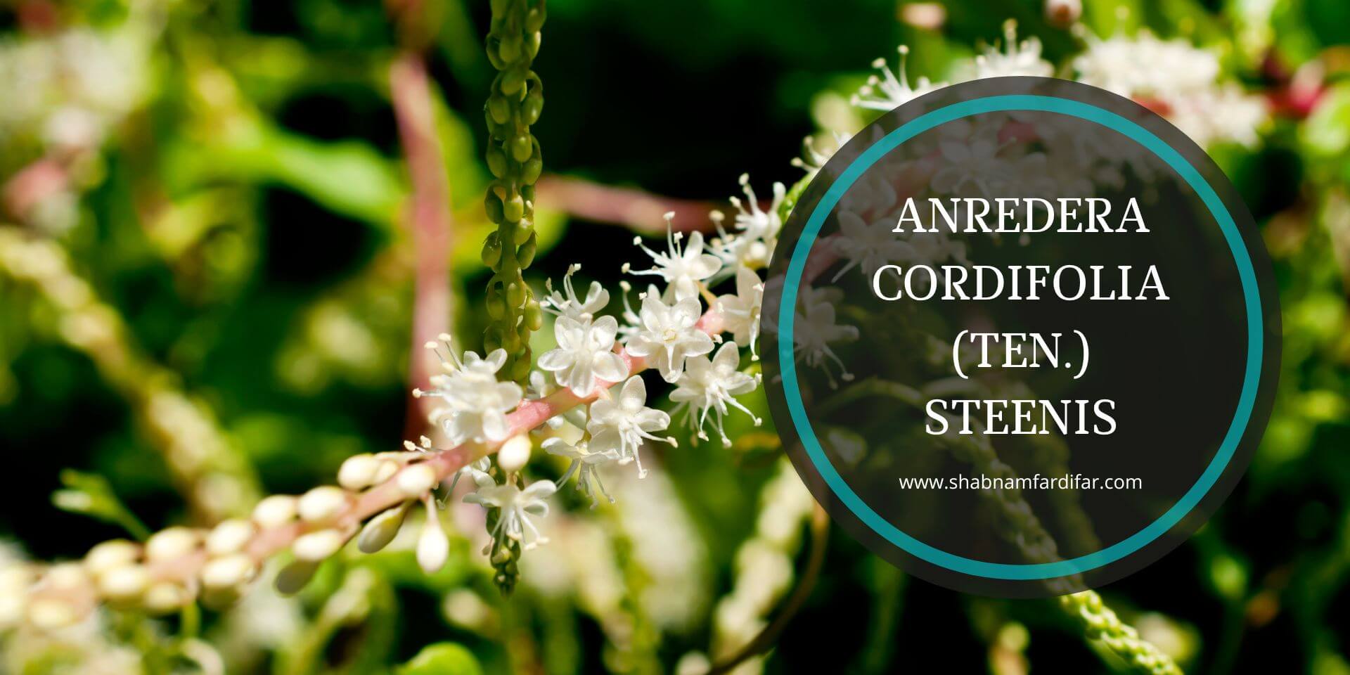 Anredera cordifolia (Ten) V.Steenis