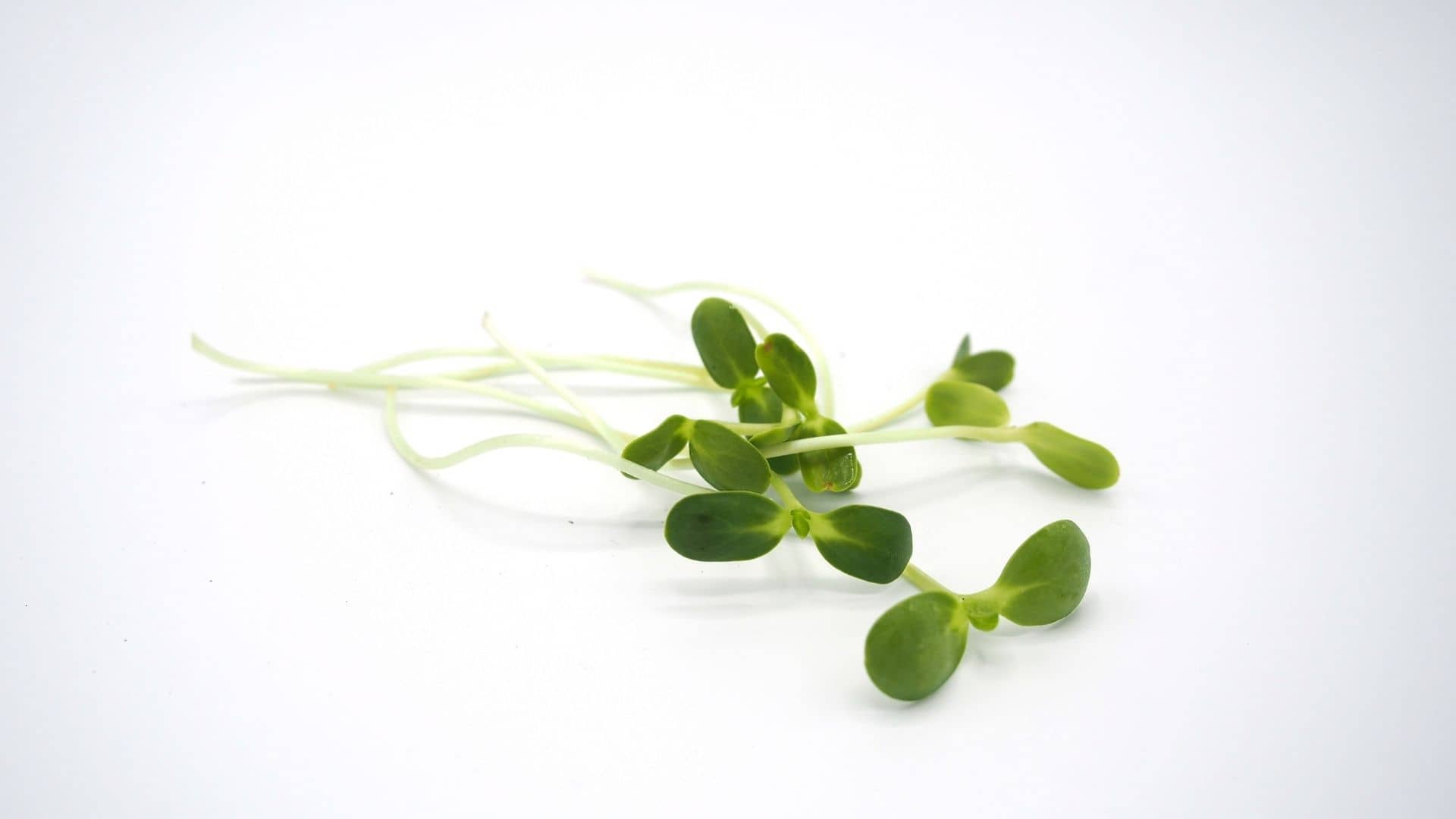 Centella Asiatica Leaf Extract 31