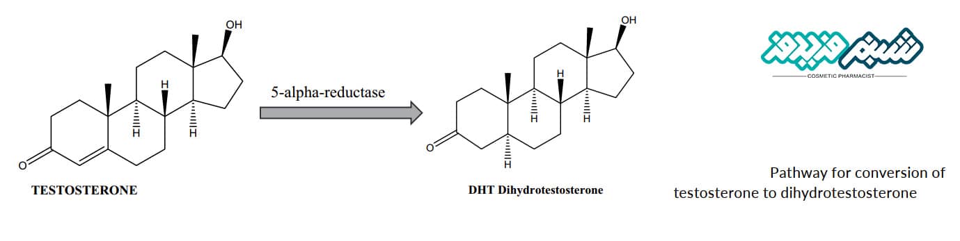تبدیل تستوسترون به دی هایدروتستوسترون