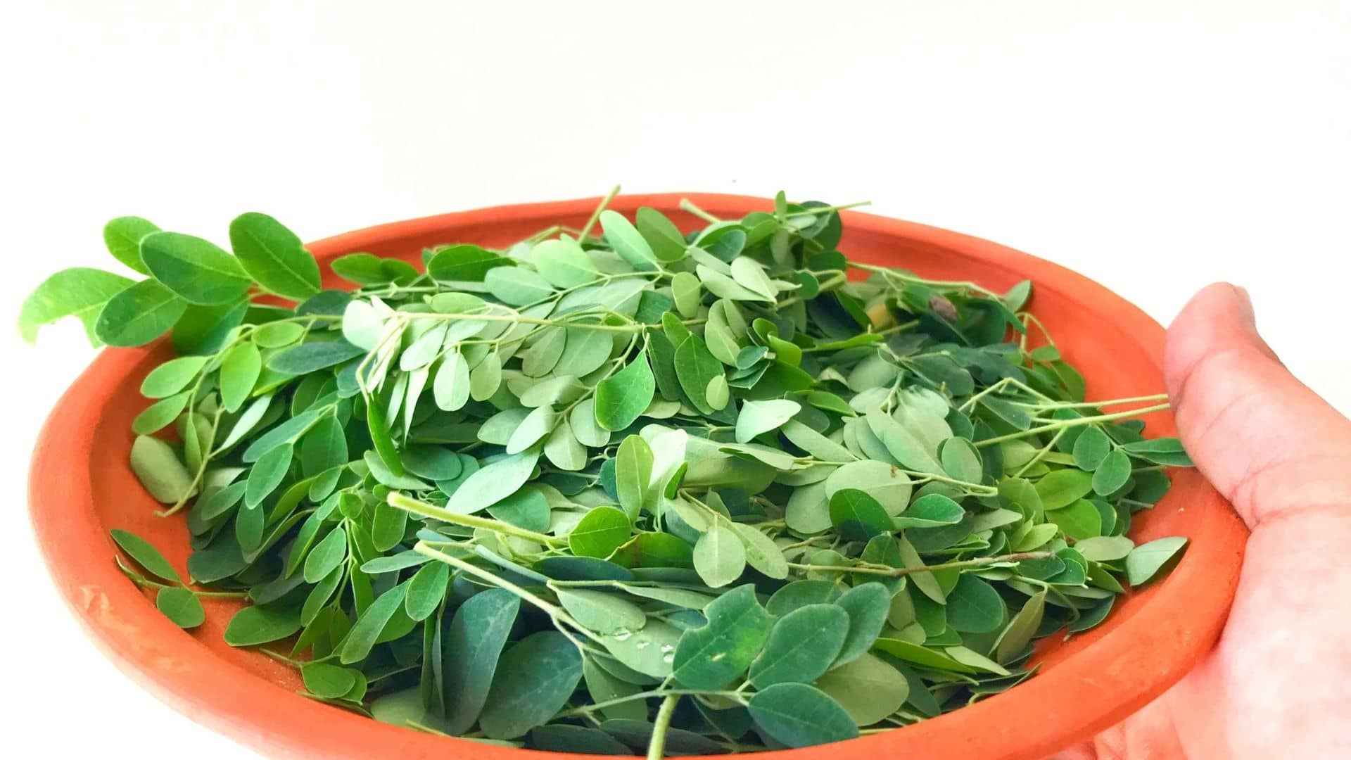 برگ کاملیا اولیفرا در مقابل روغن دانه کاملیا اولیفرا
