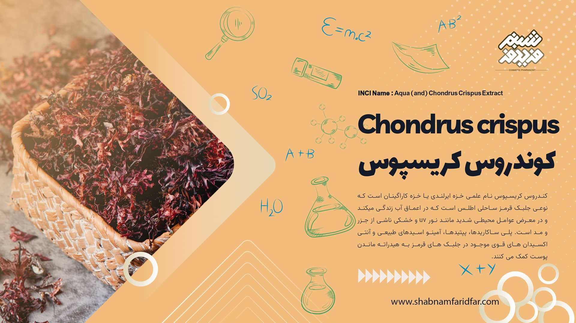 کوندروس کریسپوس