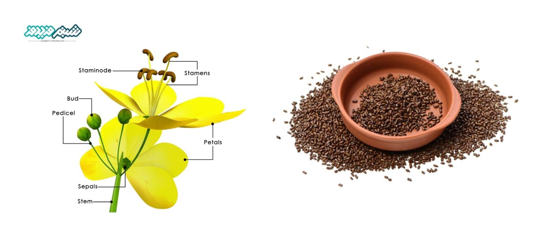 جایگزین گیاهی برای هیالورونیک اسید