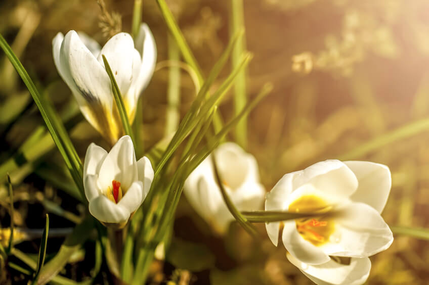 زعفران برفی
