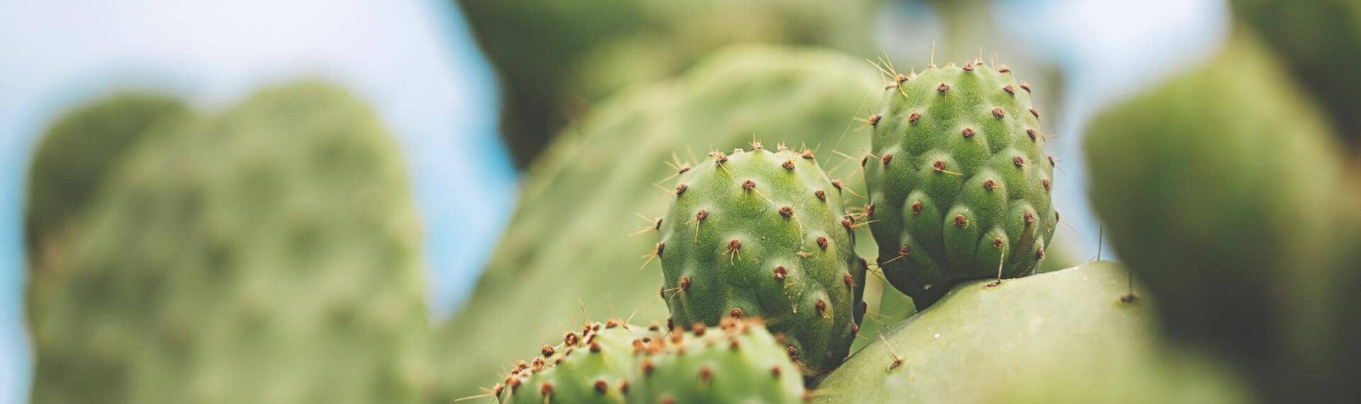 Opuntia ficus-indica یک کاکتوس آبدار است